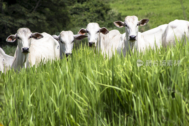 Rolandia, PR，巴西，09/01/2015。在巴拉那州北部的罗兰市，一群来自内尔的牛被放生在草地上。